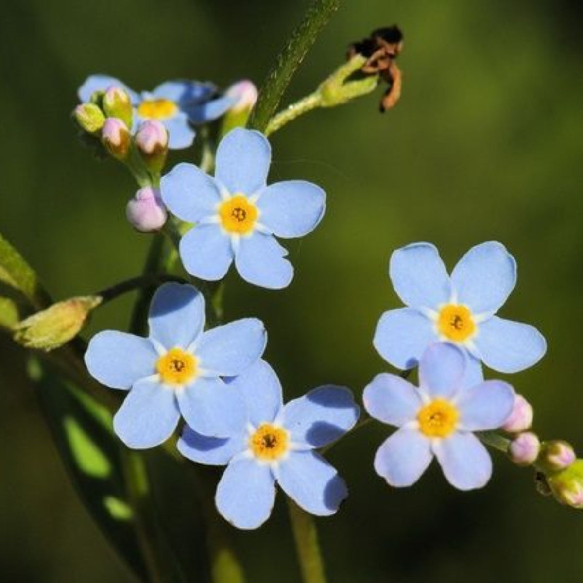 Myosotis Alpestris 'Blue Bouquet' Seeds - Bee Friendly