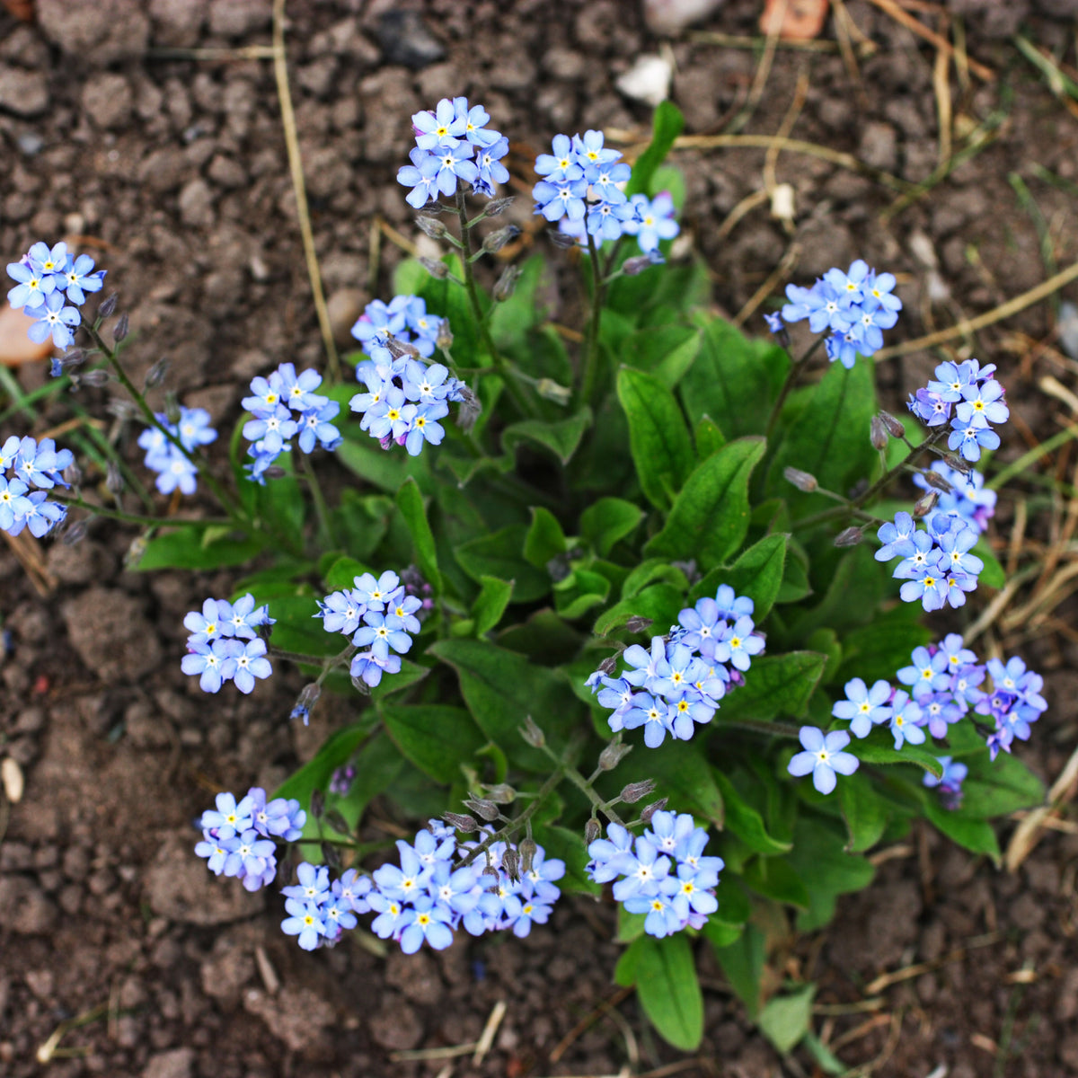 Myosotis Alpestris 'Blue Bouquet' Seeds - Bee Friendly