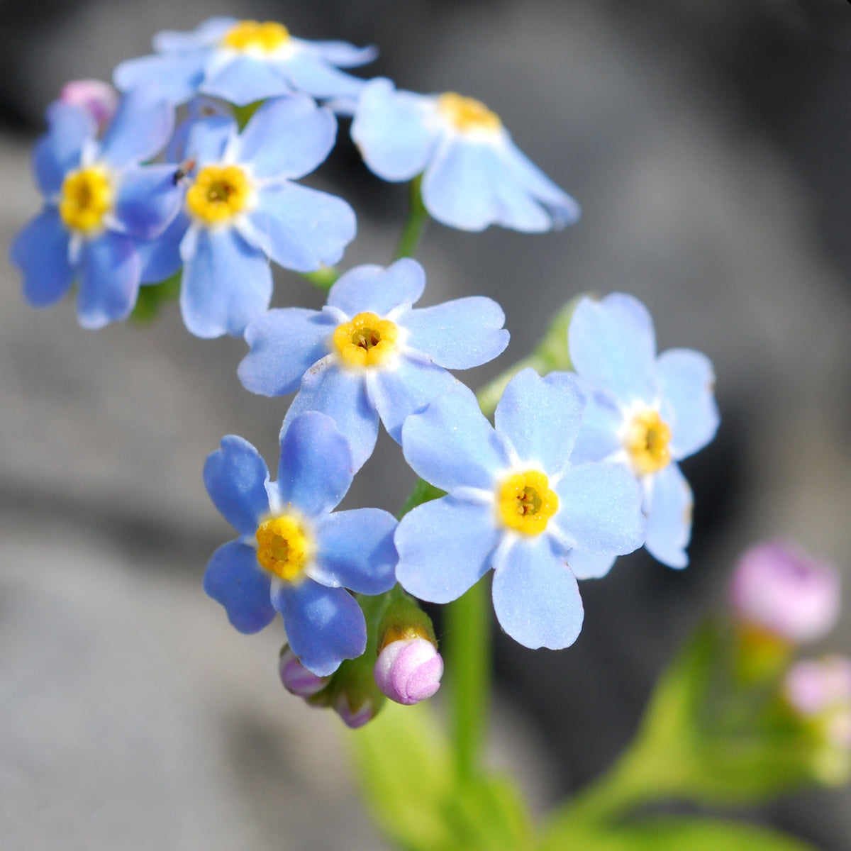 Myosotis Alpestris 'Blue Bouquet' Seeds