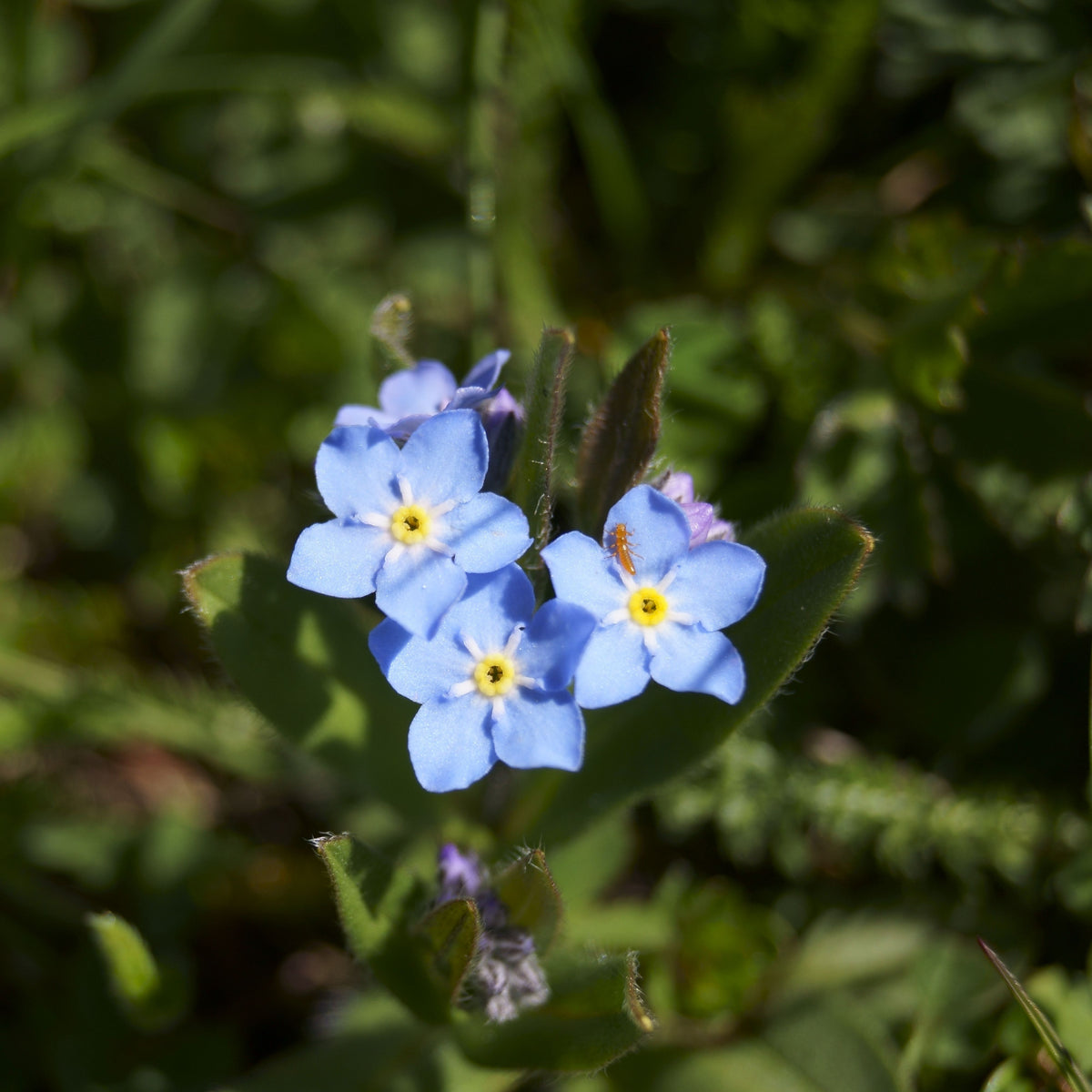 Myosotis Alpestris 'Blue Bouquet' Seeds - Bee Friendly