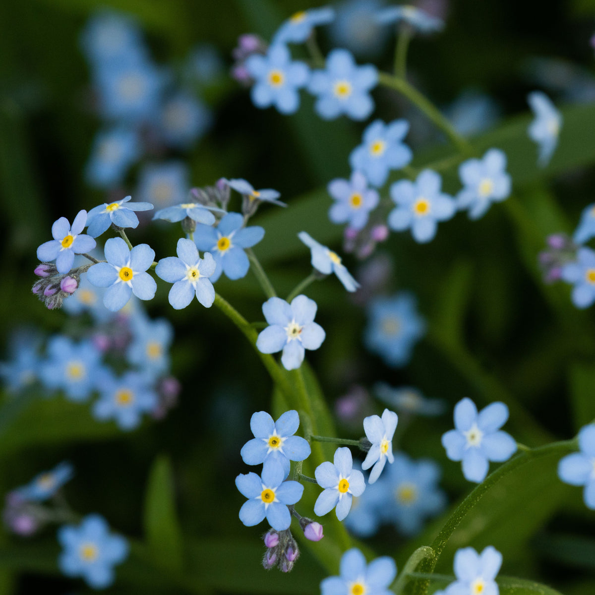 Myosotis Alpestris 'Blue Bouquet' Seeds - Bee Friendly