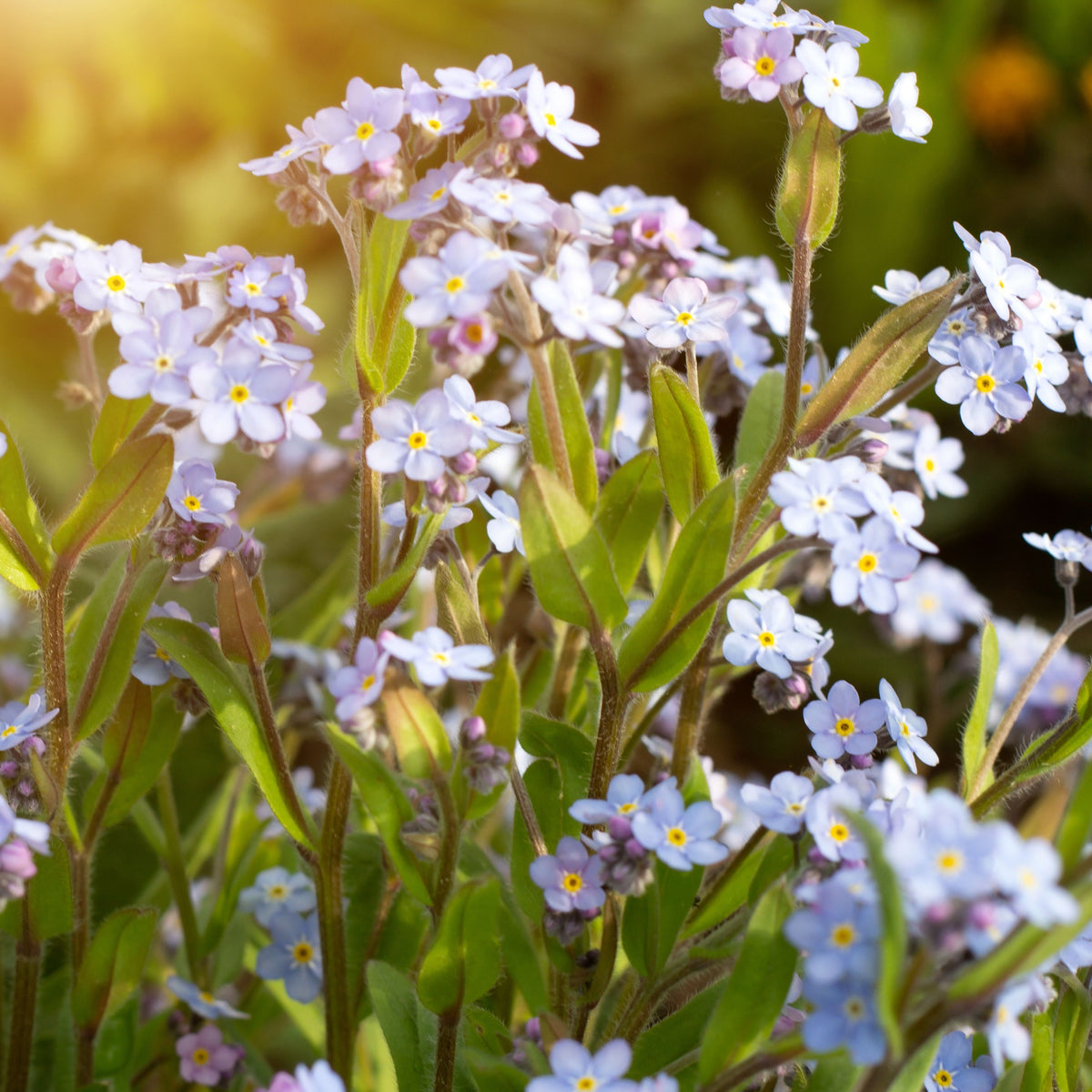 Myosotis Alpestris 'Blue Bouquet' Seeds