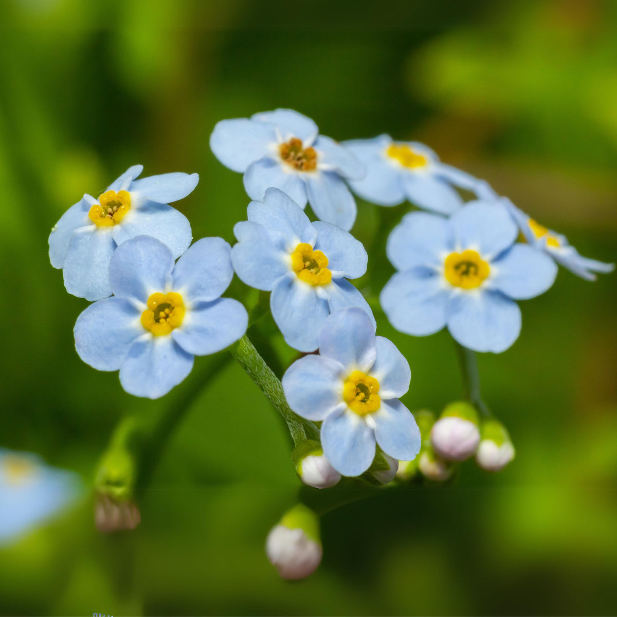 Myosotis Alpestris 'Blue Bouquet' Seeds