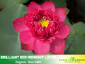 5 Rare Seeds| Brilliant Red Midnight Lotus Seeds -Red Commander lotus, Hong Tong Shuai - Indian Lotus (Nelumbo nucifera) Seeds– Indian Lotus (Nelumbo nucifera), Sacred Aquatic Perennial with Fragrant Flowers#Q001
