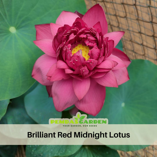 Brilliant Red Midnight Lotus Seeds - Red Commander Lotus, 5 seeds