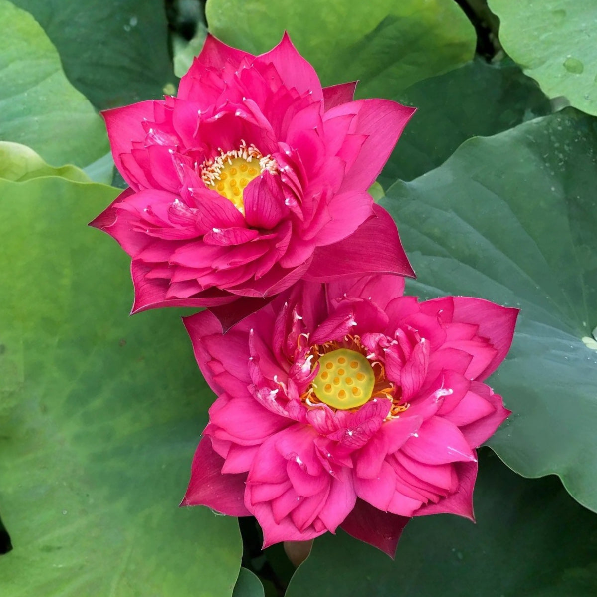 Brilliant Red Midnight Lotus Seeds - Red Commander Lotus, 5 seeds