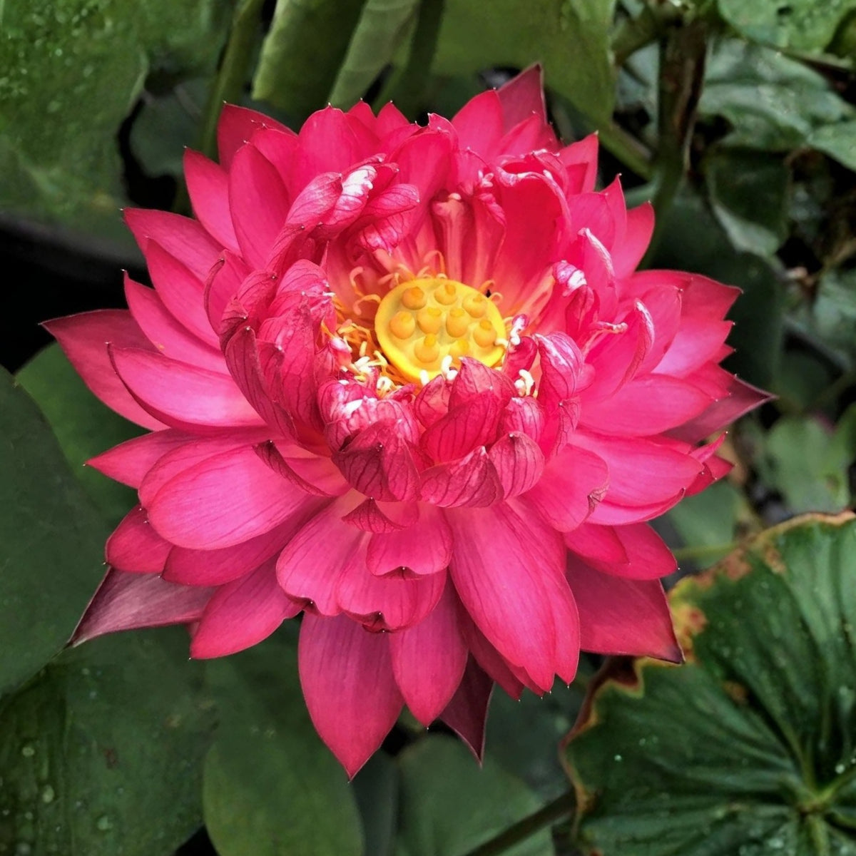 Brilliant Red Midnight Lotus Seeds - Red Commander Lotus, 5 seeds