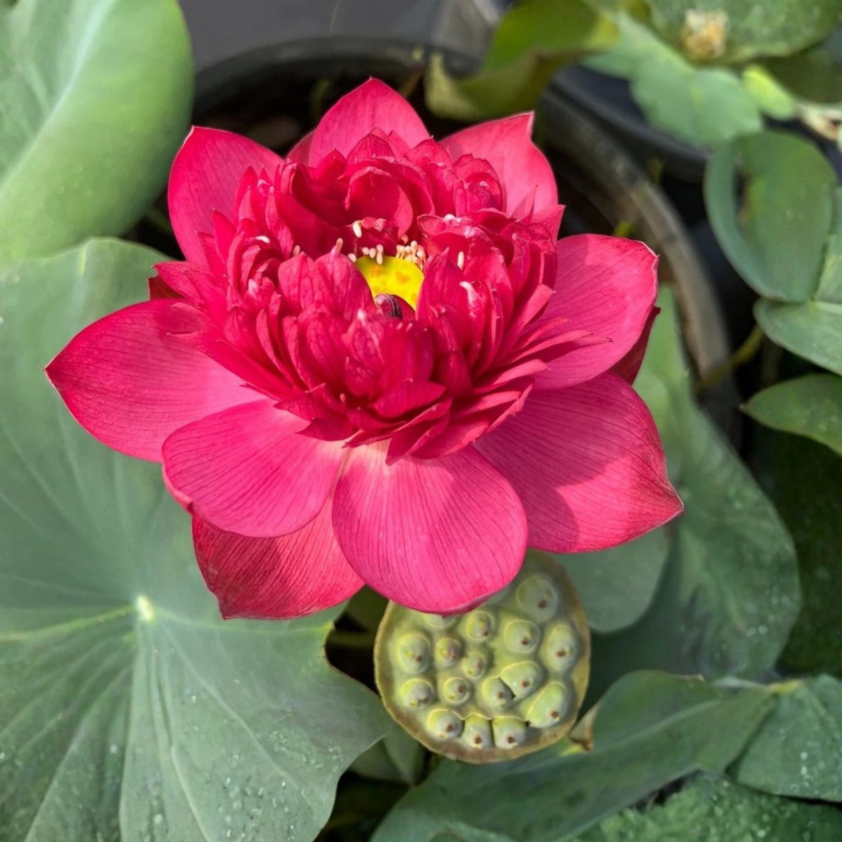 Brilliant Red Midnight Lotus Seeds - Red Commander Lotus, 5 seeds