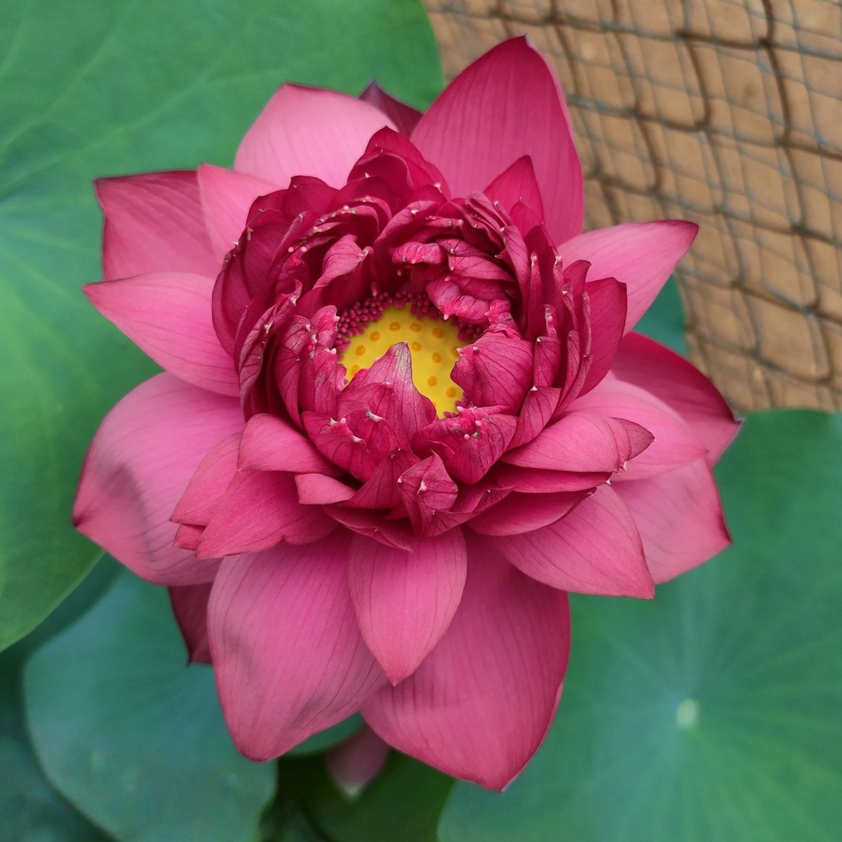 Brilliant Red Midnight Lotus Seeds - Red Commander Lotus, 5 seeds