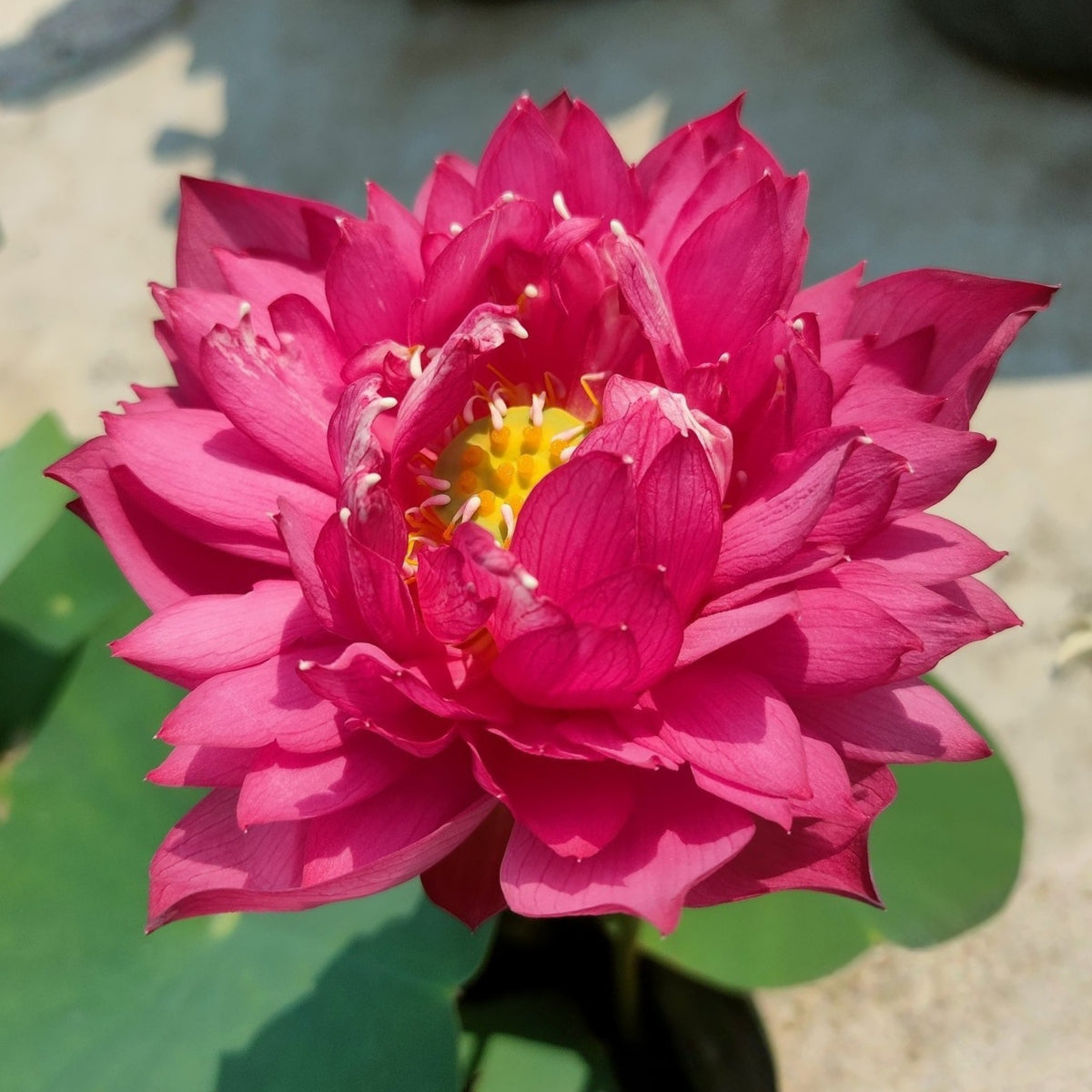 Brilliant Red Midnight Lotus Seeds - Red Commander Lotus, 5 seeds
