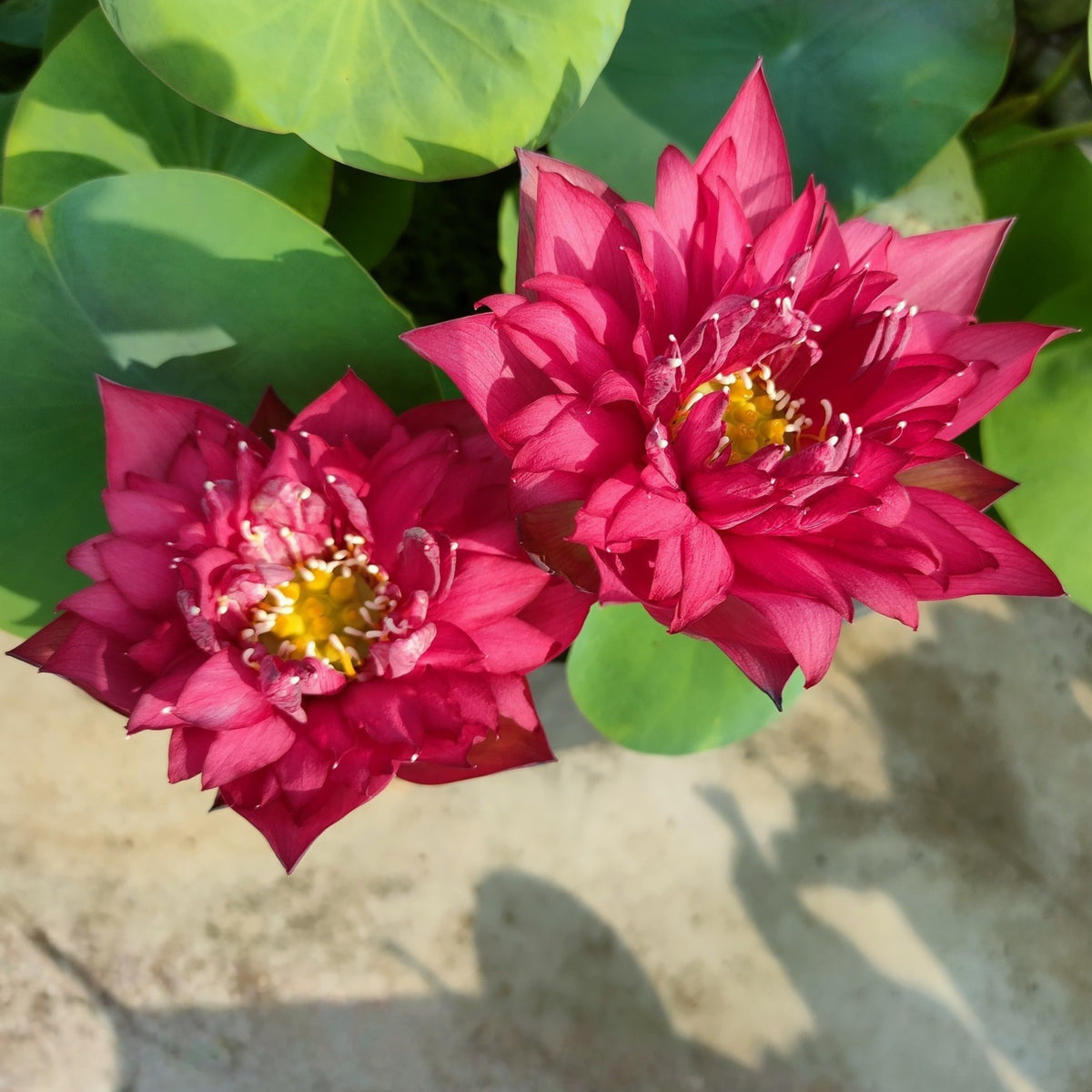 Brilliant Red Midnight Lotus Seeds - Red Commander Lotus, 5 seeds