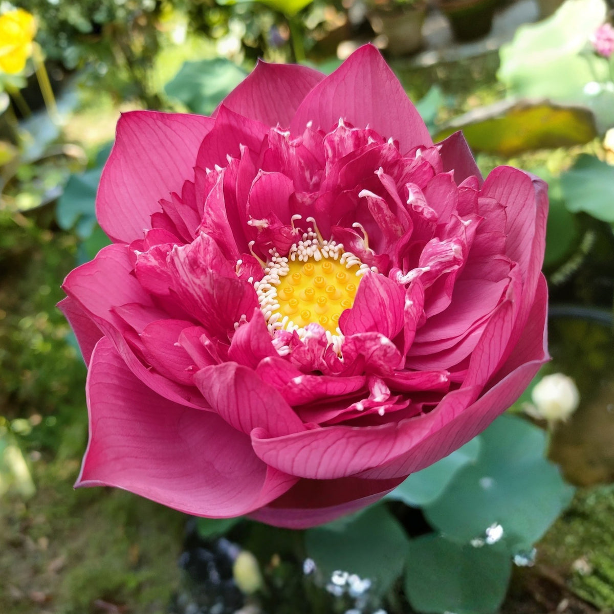 Brilliant Red Midnight Lotus Seeds - Red Commander Lotus, 5 seeds