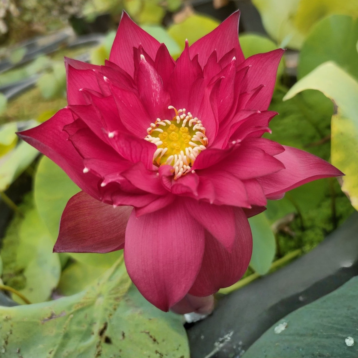 Brilliant Red Midnight Lotus Seeds - Red Commander Lotus, 5 seeds