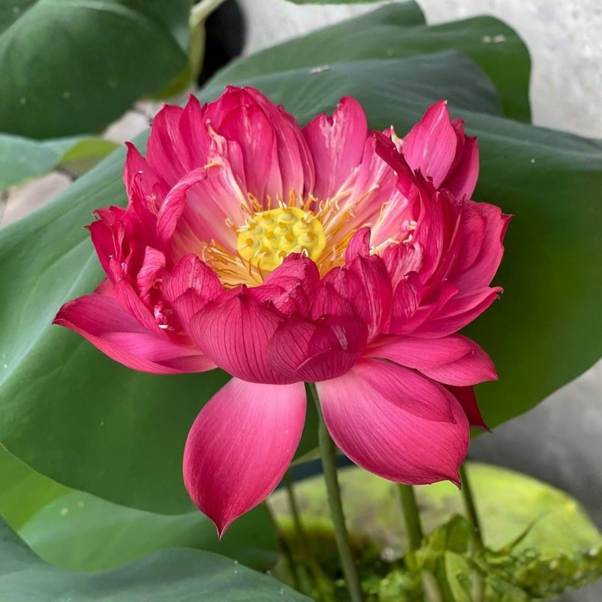 Brilliant Red Midnight Lotus Seeds - Red Commander Lotus, 5 seeds
