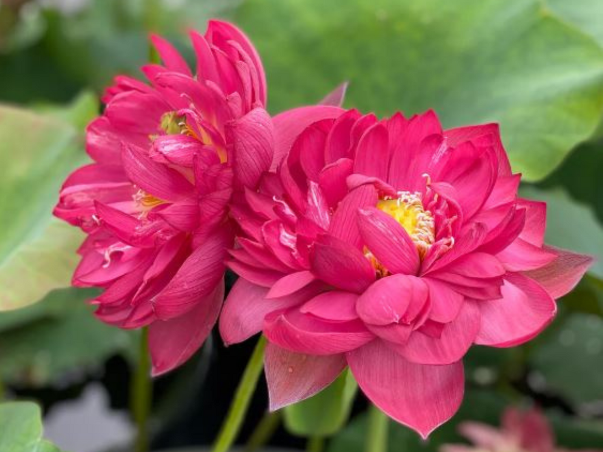 5 Rare Seeds| Brilliant Red Midnight Lotus Seeds -Red Commander lotus, Hong Tong Shuai - Indian Lotus (Nelumbo nucifera) Seeds- B3G1 #Q001