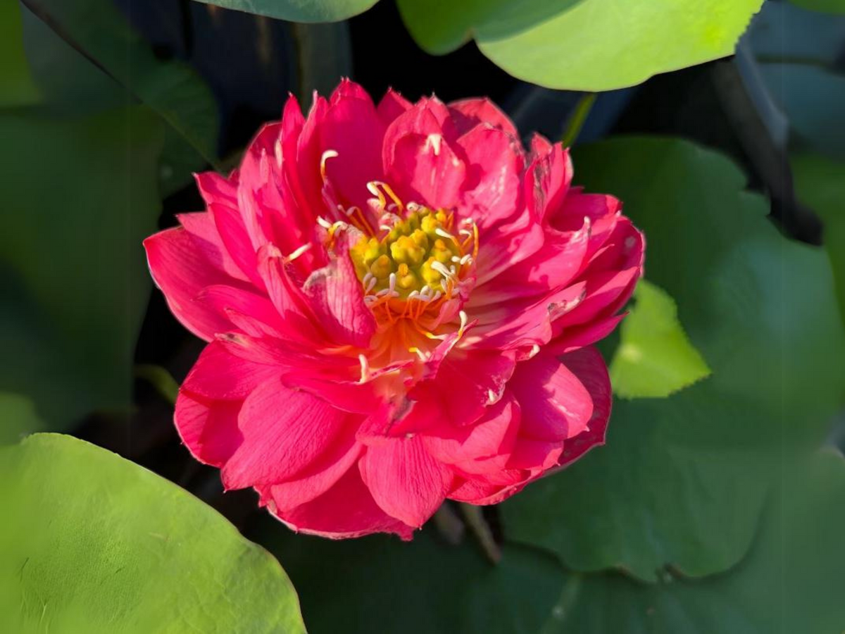 5 Rare Seeds| Brilliant Red Midnight Lotus Seeds -Red Commander lotus, Hong Tong Shuai - Indian Lotus (Nelumbo nucifera) Seeds- B3G1 #Q001