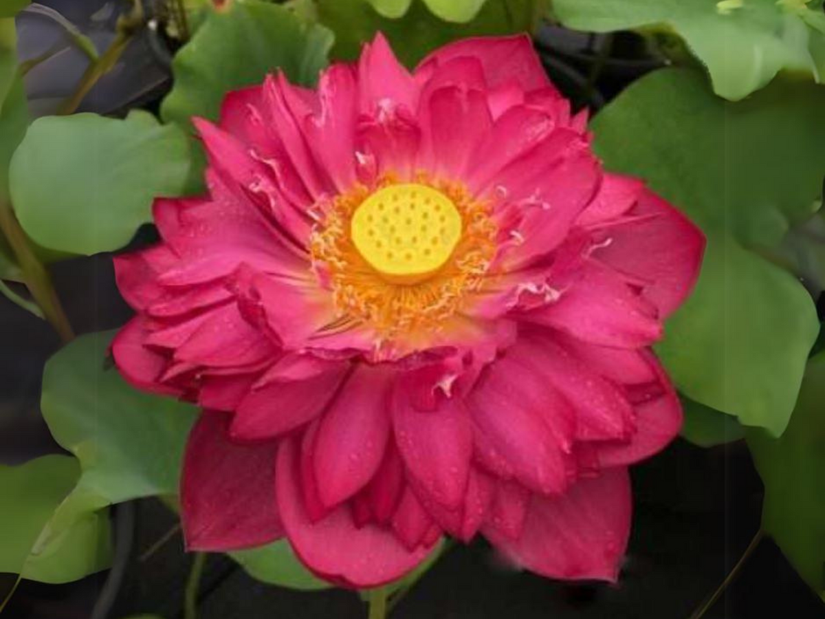 5 Rare Seeds| Brilliant Red Midnight Lotus Seeds -Red Commander lotus, Hong Tong Shuai - Indian Lotus (Nelumbo nucifera) Seeds- B3G1 #Q001