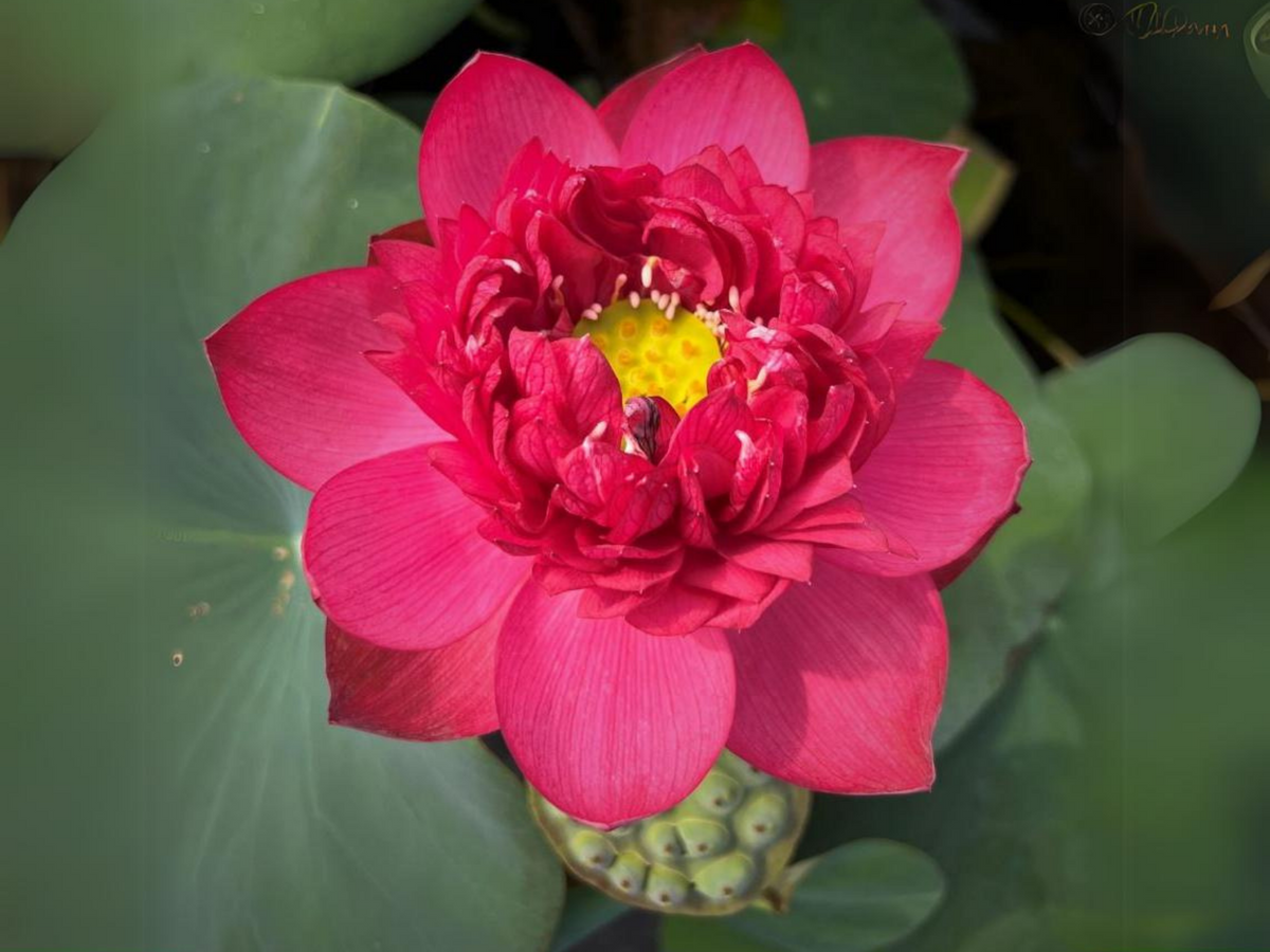 5 Rare Seeds| Brilliant Red Midnight Lotus Seeds -Red Commander lotus, Hong Tong Shuai - Indian Lotus (Nelumbo nucifera) Seeds- B3G1 #Q001