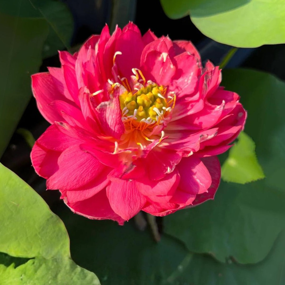 Brilliant Red Midnight Lotus Seeds - Red Commander Lotus, 5 seeds