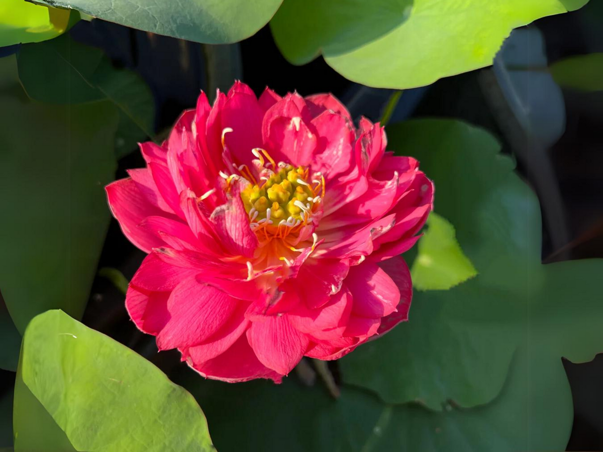 5 Rare Seeds| Brilliant Red Midnight Lotus Seeds -Red Commander lotus, Hong Tong Shuai - Indian Lotus (Nelumbo nucifera) Seeds- B3G1 #Q001