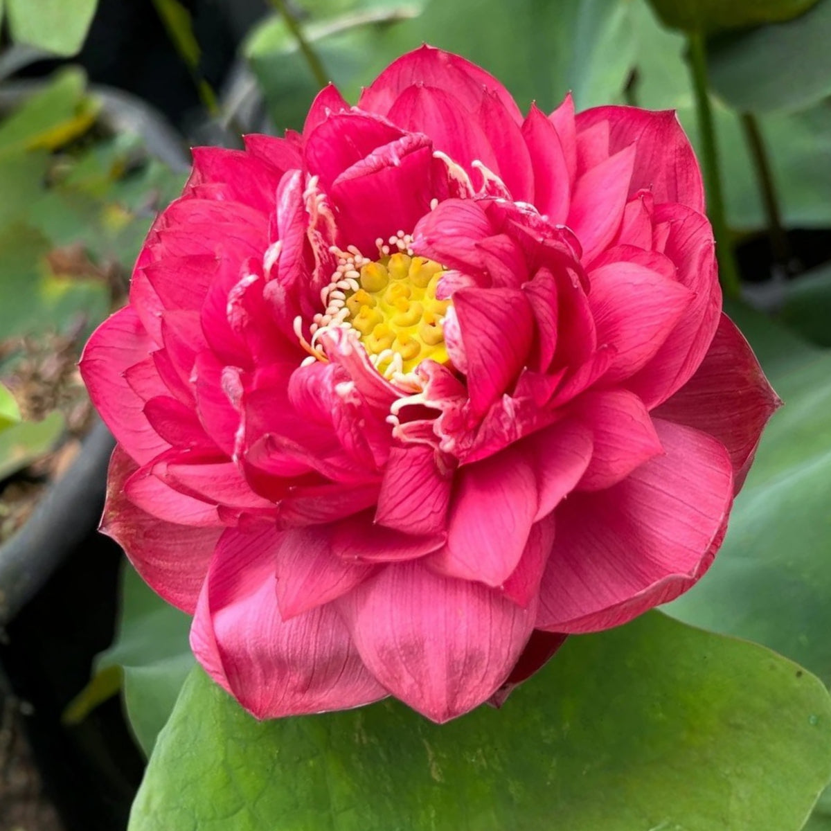 Brilliant Red Midnight Lotus Seeds - Red Commander Lotus, 5 seeds