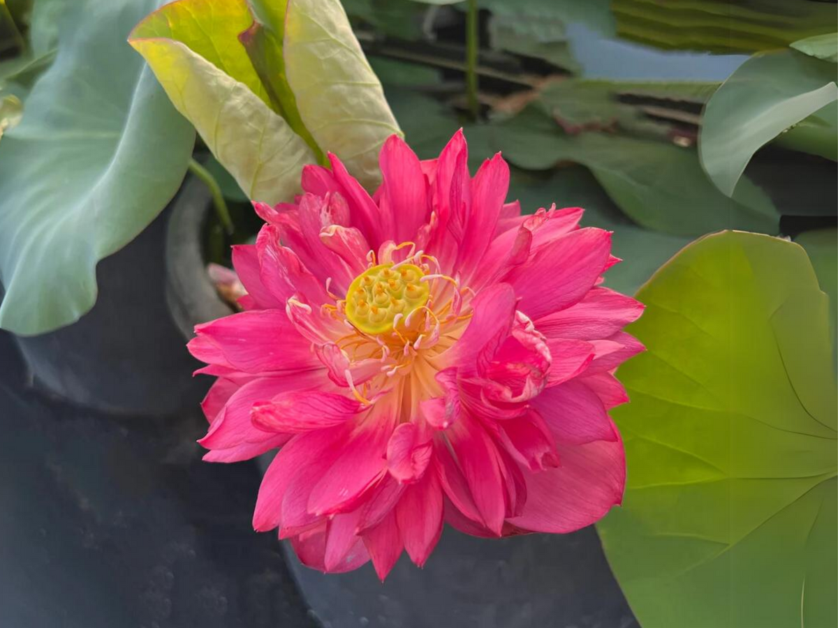 5 Rare Seeds| Brilliant Red Midnight Lotus Seeds -Red Commander lotus, Hong Tong Shuai - Indian Lotus (Nelumbo nucifera) Seeds- B3G1 #Q001