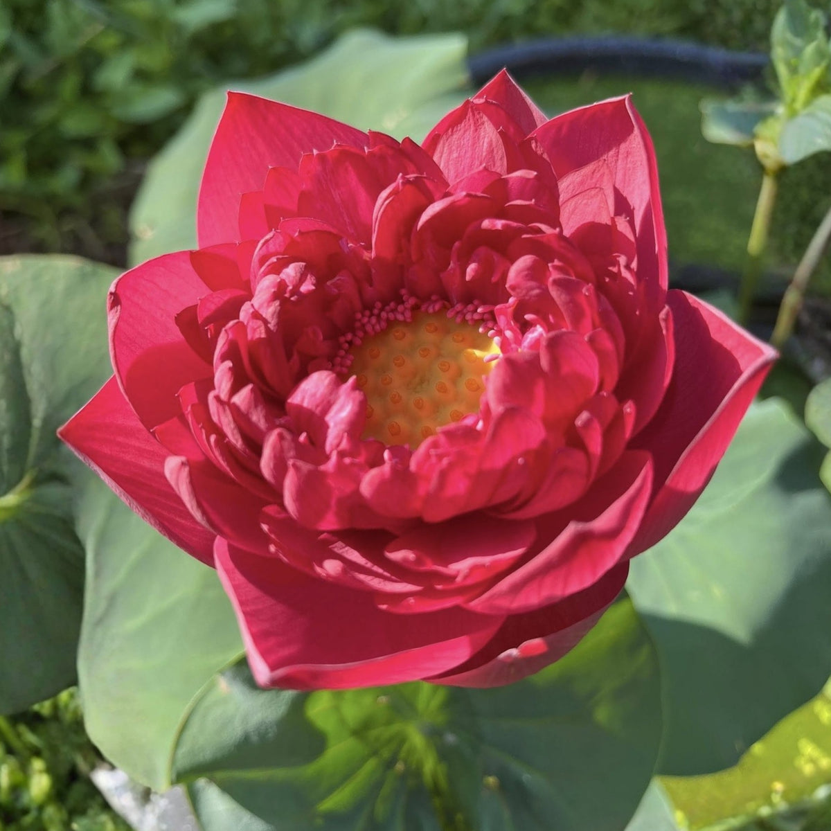 Brilliant Red Midnight Lotus Seeds - Red Commander Lotus, 5 seeds