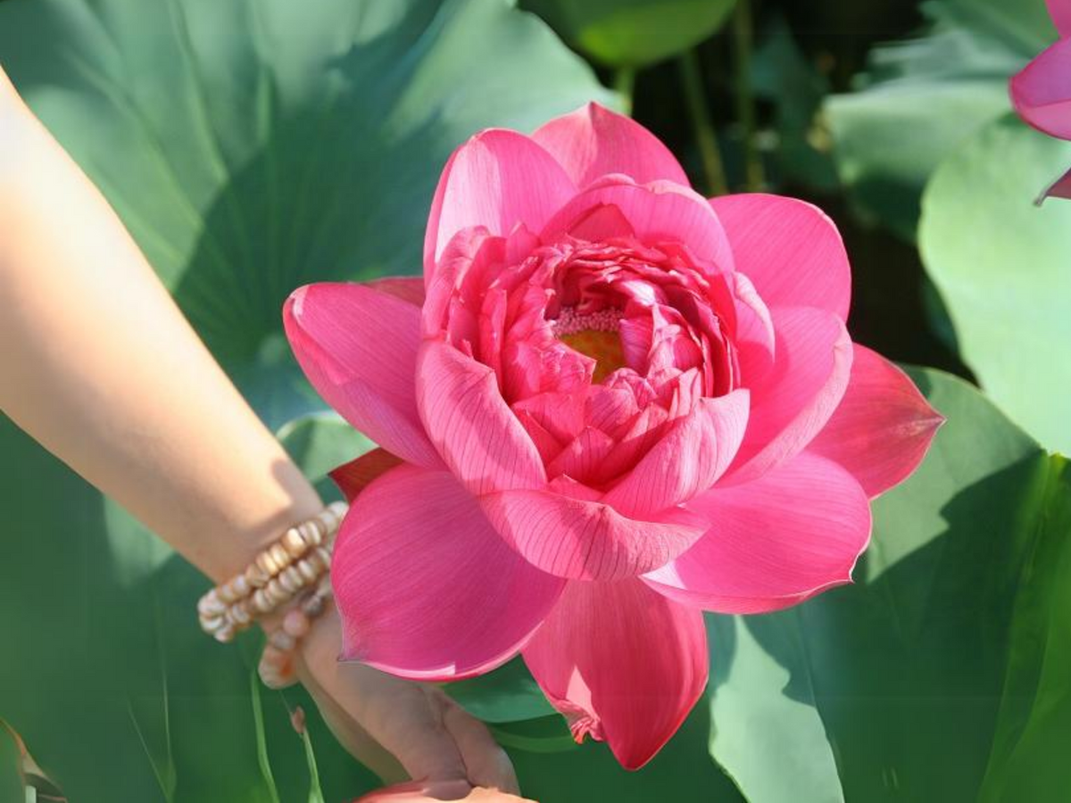 5 Rare Seeds| Brilliant Red Midnight Lotus Seeds -Red Commander lotus, Hong Tong Shuai - Indian Lotus (Nelumbo nucifera) Seeds- B3G1 #Q001