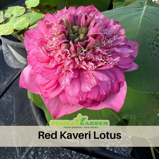 Rase Seeds - Red Kaveri Lotus Seeds, Edible Seeds & Roots, 5 seeds