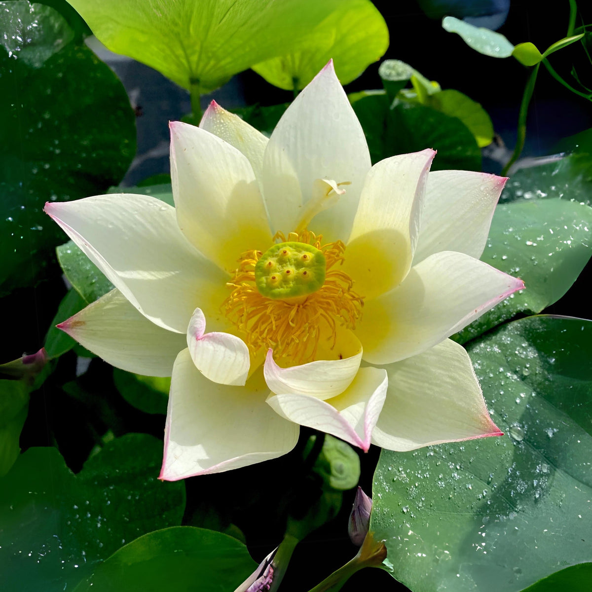 5+ Rare Seeds - Splendid Sunset Lotus Seeds, Water Plant Seeds