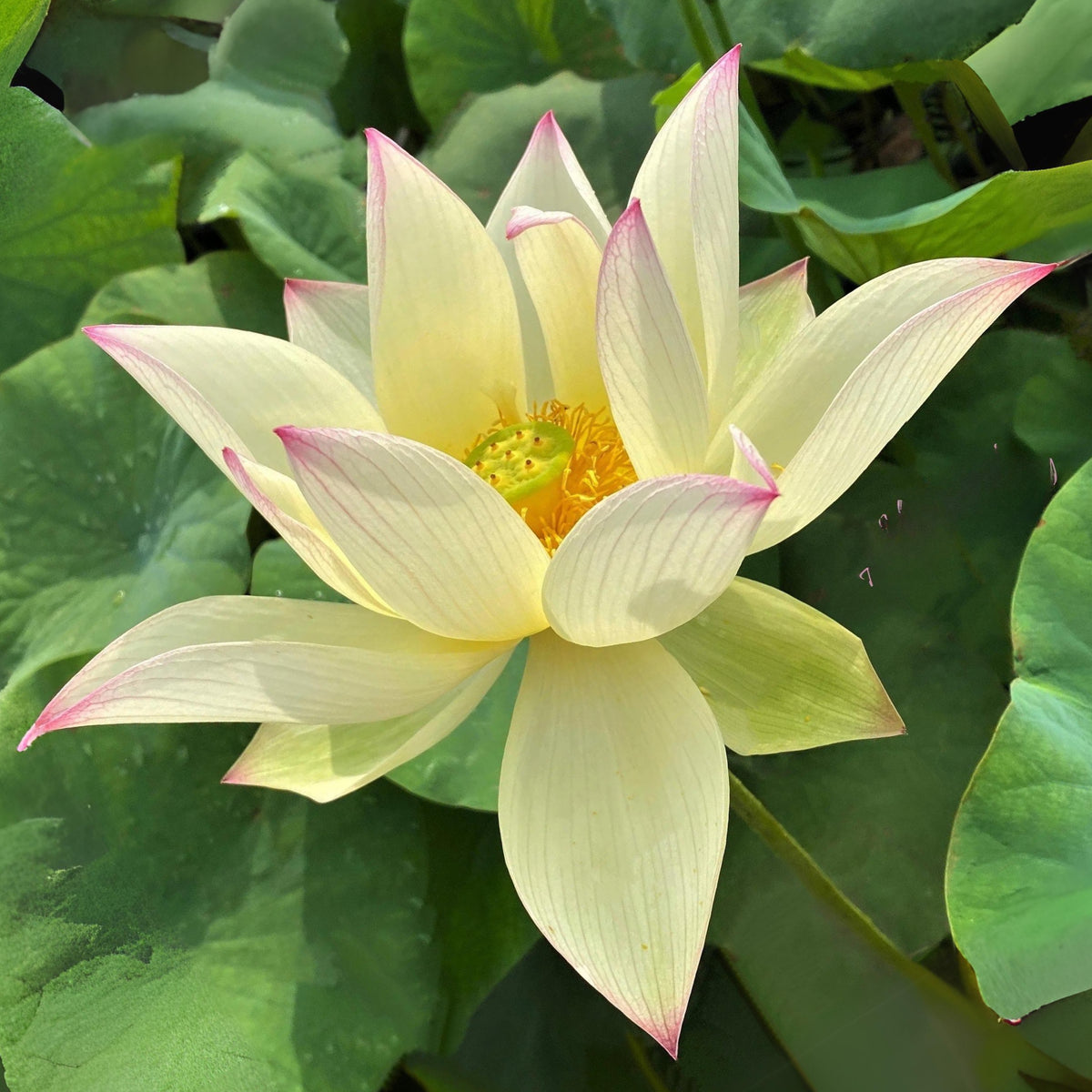 5+ Rare Seeds - Splendid Sunset Lotus Seeds, Water Plant Seeds