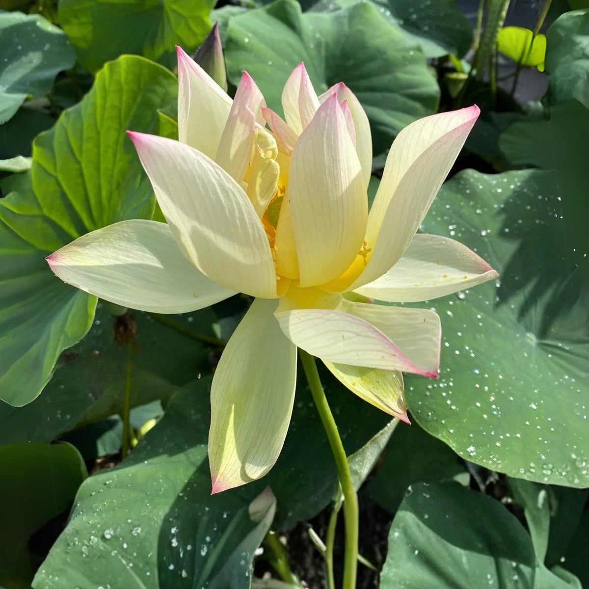 5+ Rare Seeds - Splendid Sunset Lotus Seeds, Water Plant Seeds