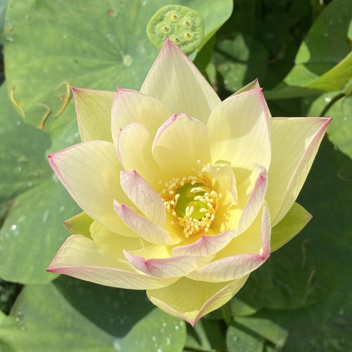 5+ Rare Seeds - Splendid Sunset Lotus Seeds, Water Plant Seeds