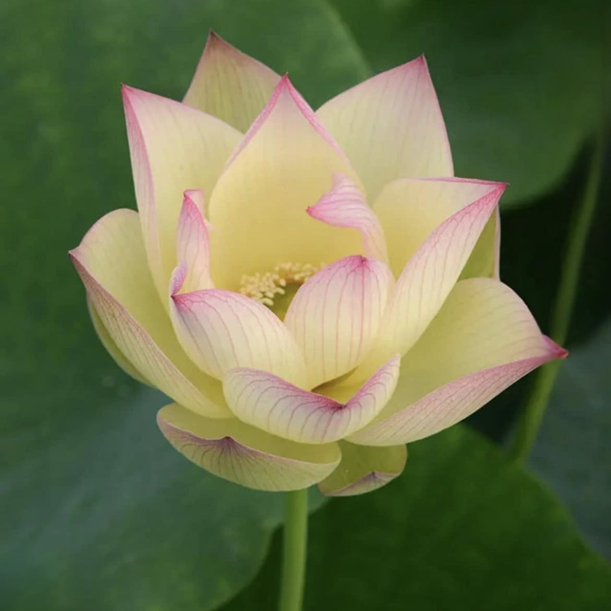 5+ Rare Seeds - Splendid Sunset Lotus Seeds, Water Plant Seeds