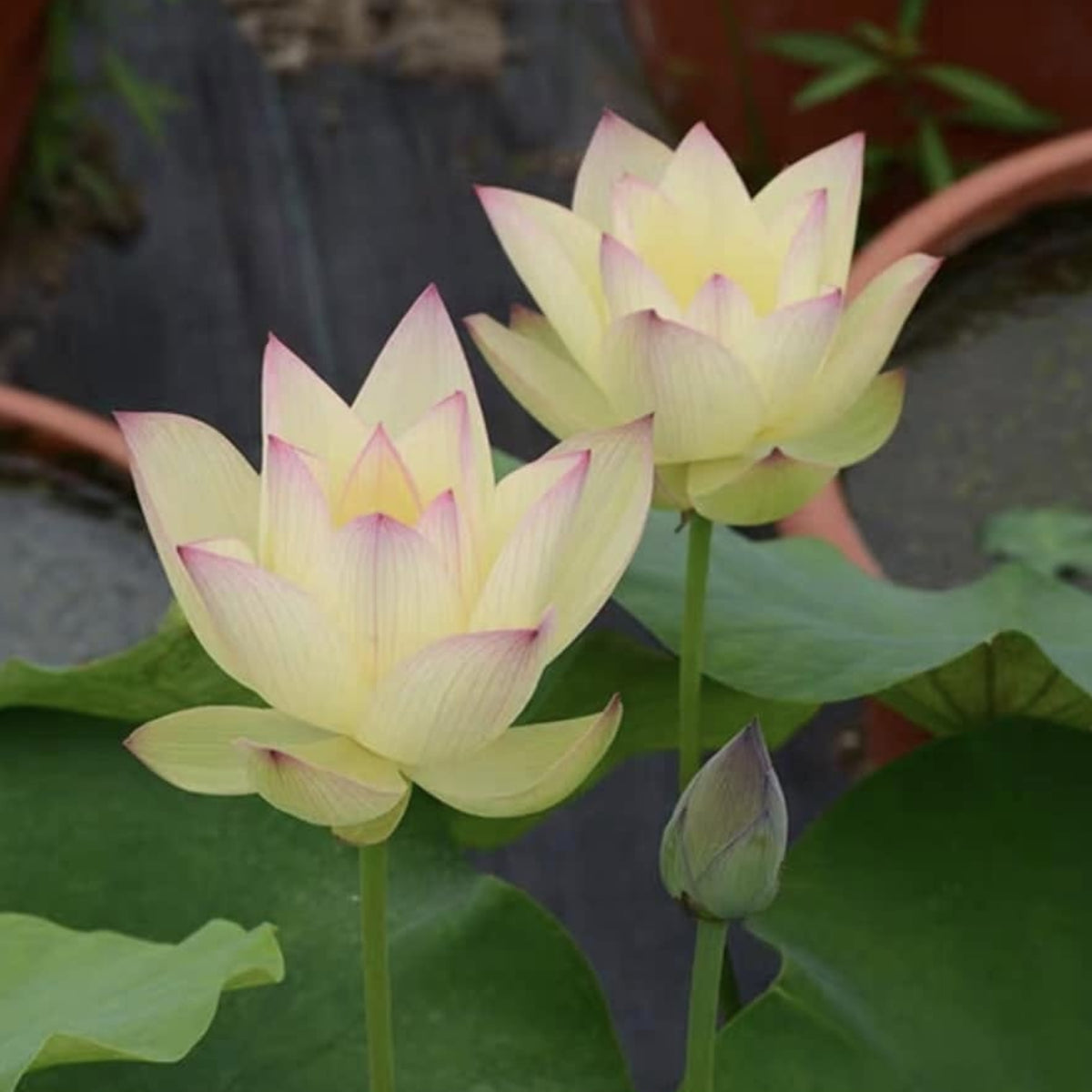 5+ Rare Seeds - Splendid Sunset Lotus Seeds, Water Plant Seeds