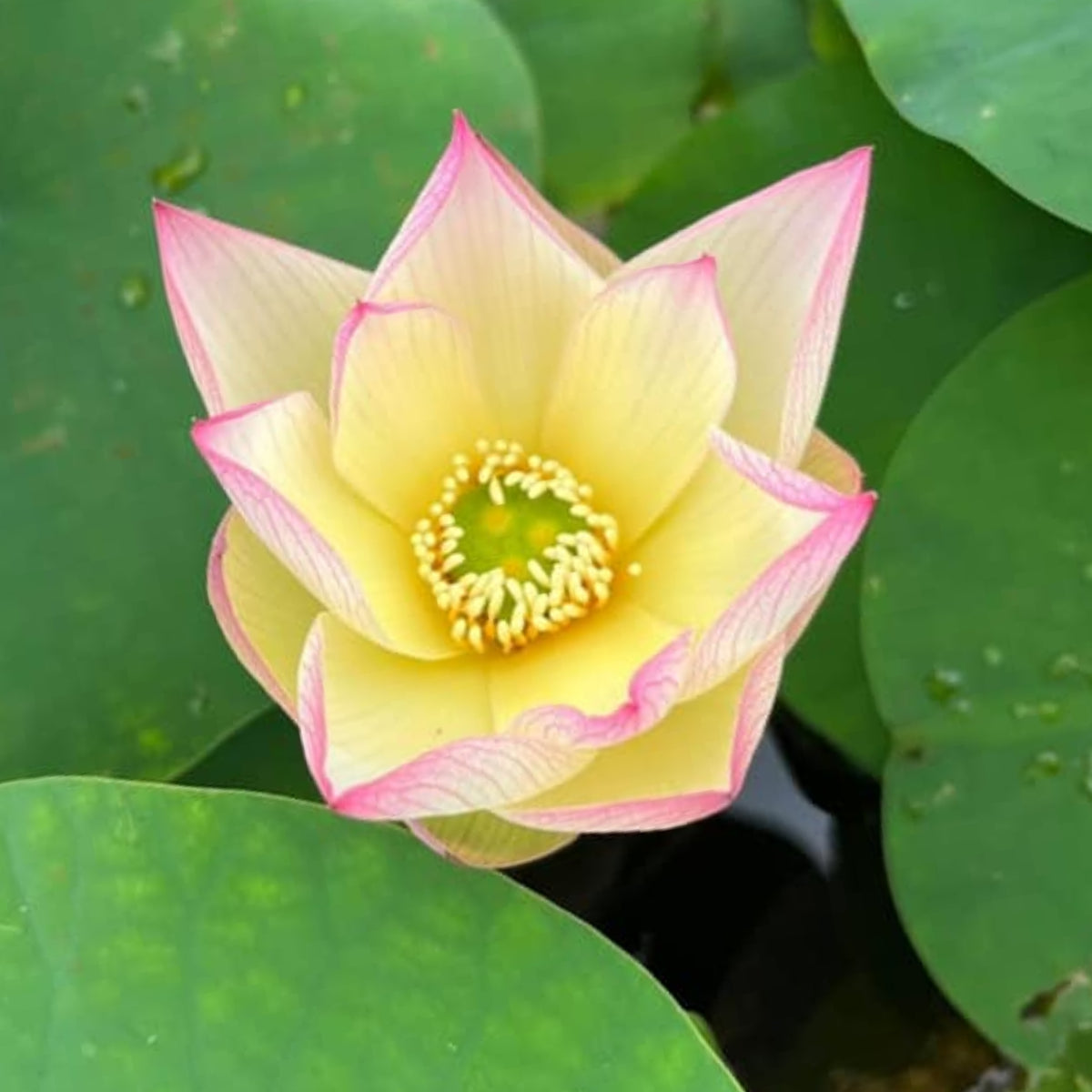 5+ Rare Seeds - Splendid Sunset Lotus Seeds, Water Plant Seeds