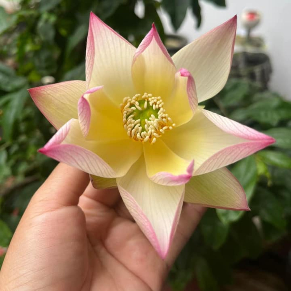 5+ Rare Seeds - Splendid Sunset Lotus Seeds, Water Plant Seeds