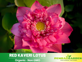 5 Rase Seeds | Red Kaveri Lotus Seeds -Indian Lotus (Nelumbo nucifera) Seeds– Indian Lotus (Nelumbo nucifera), Sacred Aquatic Perennial with Fragrant Flowers, Edible Seeds & Roots, Ornamental Pond & Container Plant #Q002