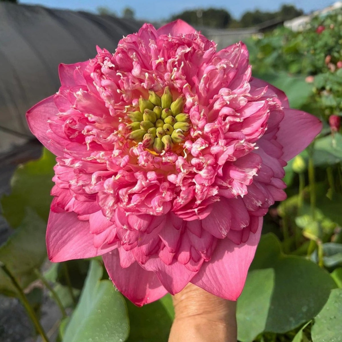 Rase Seeds - Red Kaveri Lotus Seeds, Edible Seeds & Roots, 5 seeds