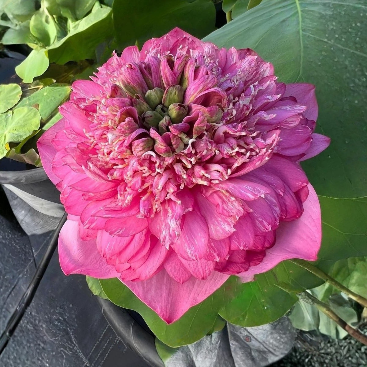 Rase Seeds - Red Kaveri Lotus Seeds, Edible Seeds & Roots, 5 seeds