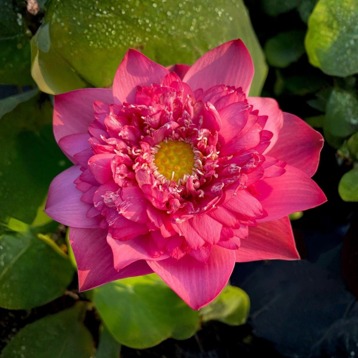 Rase Seeds - Red Kaveri Lotus Seeds, Edible Seeds & Roots, 5 seeds