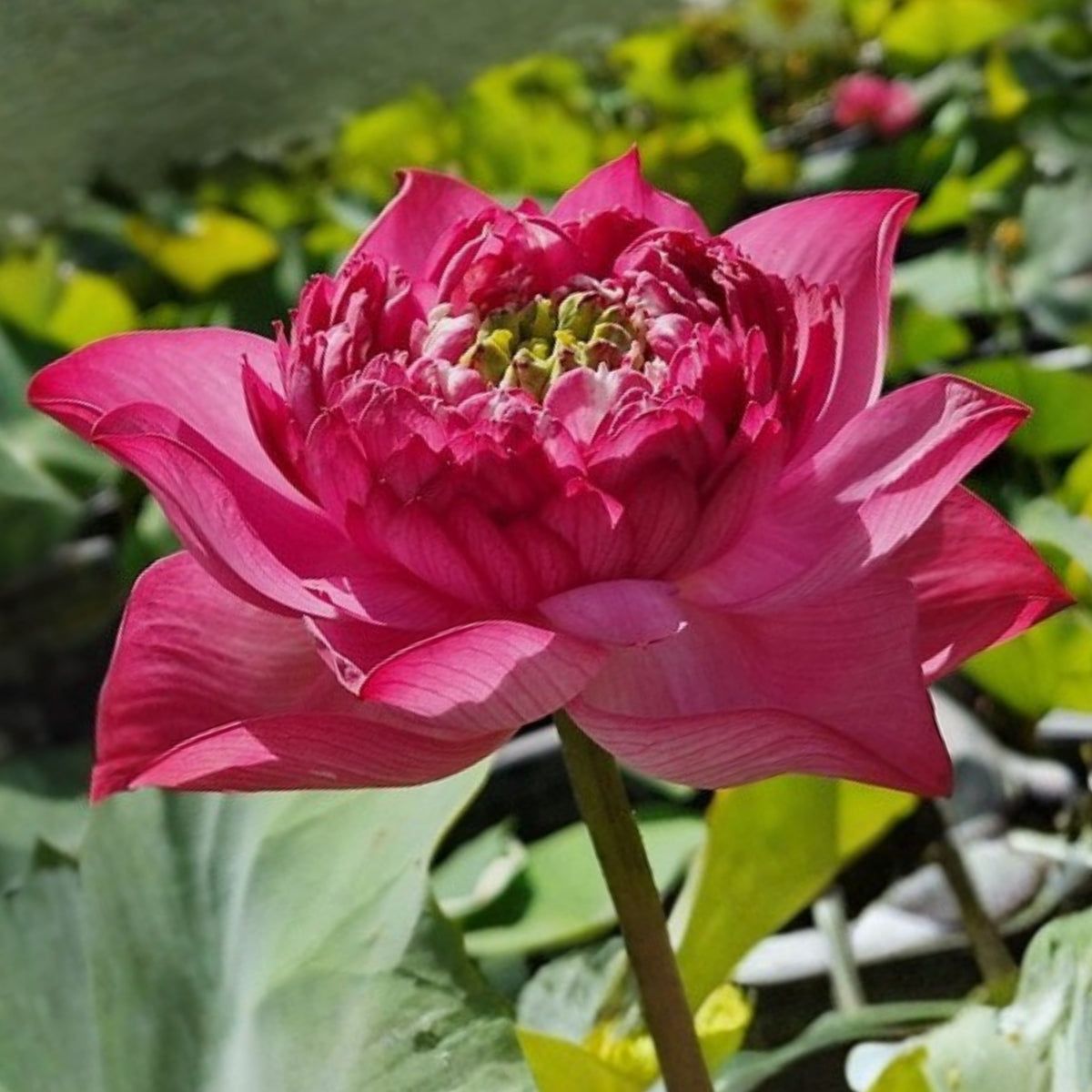 Rase Seeds - Red Kaveri Lotus Seeds, Edible Seeds & Roots, 5 seeds