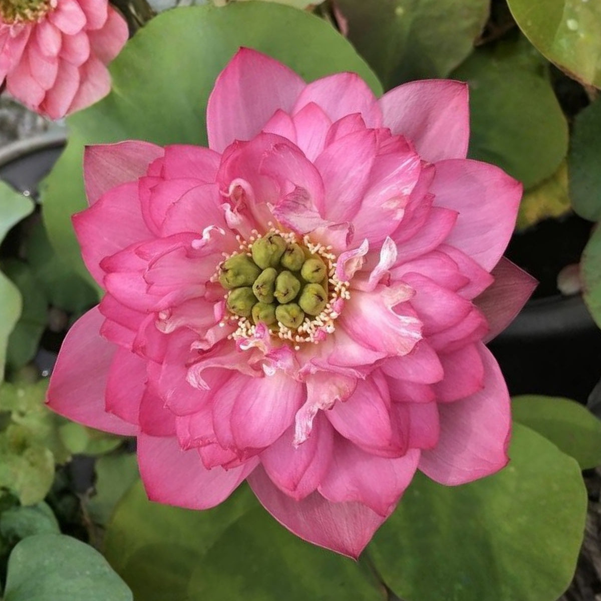 Rase Seeds - Red Kaveri Lotus Seeds, Edible Seeds & Roots, 5 seeds