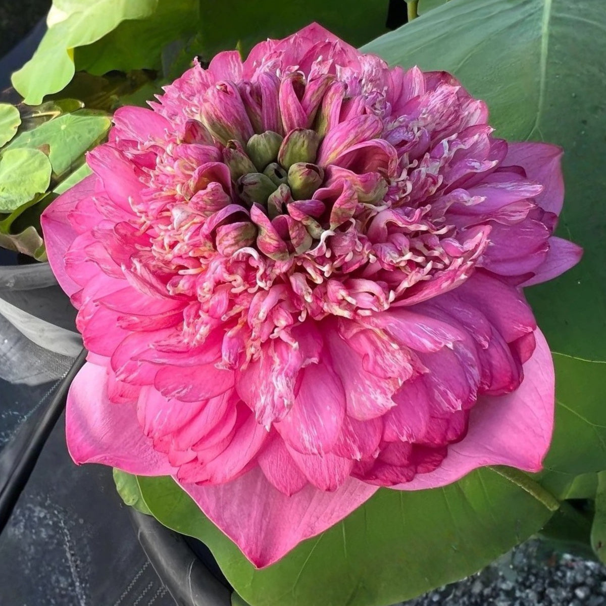 Rase Seeds - Red Kaveri Lotus Seeds, Edible Seeds & Roots, 5 seeds