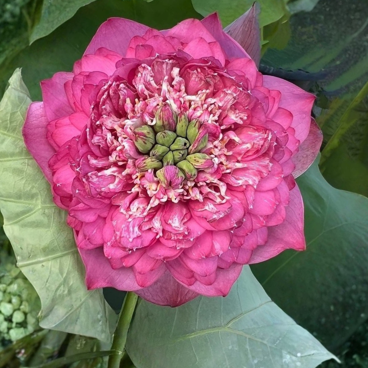 Rase Seeds - Red Kaveri Lotus Seeds, Edible Seeds & Roots, 5 seeds