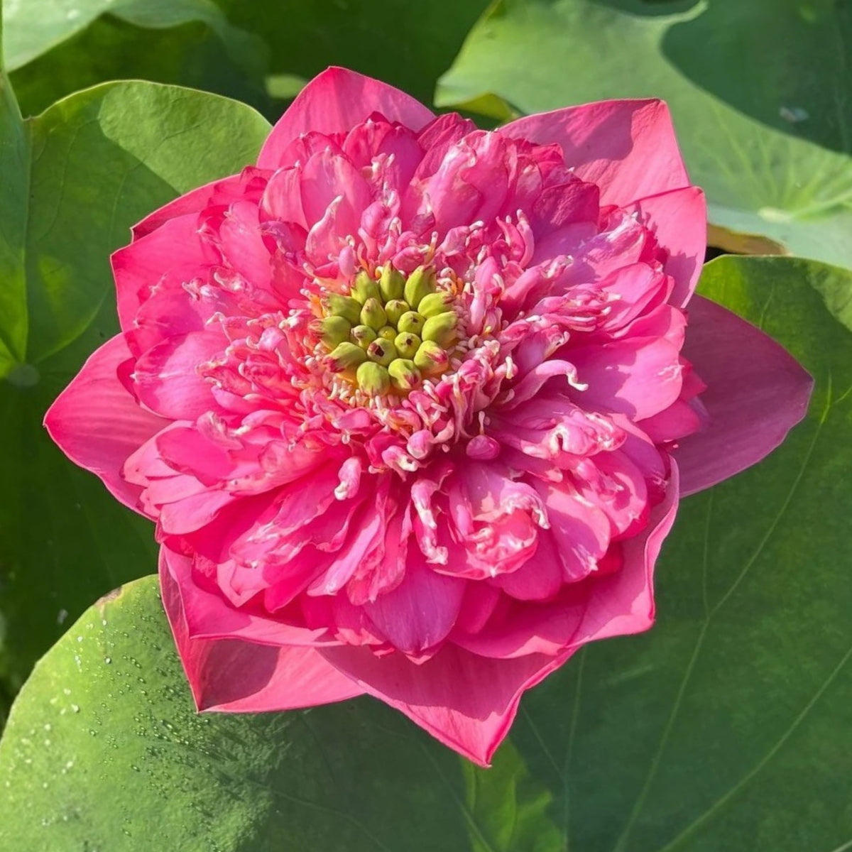 Rase Seeds - Red Kaveri Lotus Seeds, Edible Seeds & Roots, 5 seeds