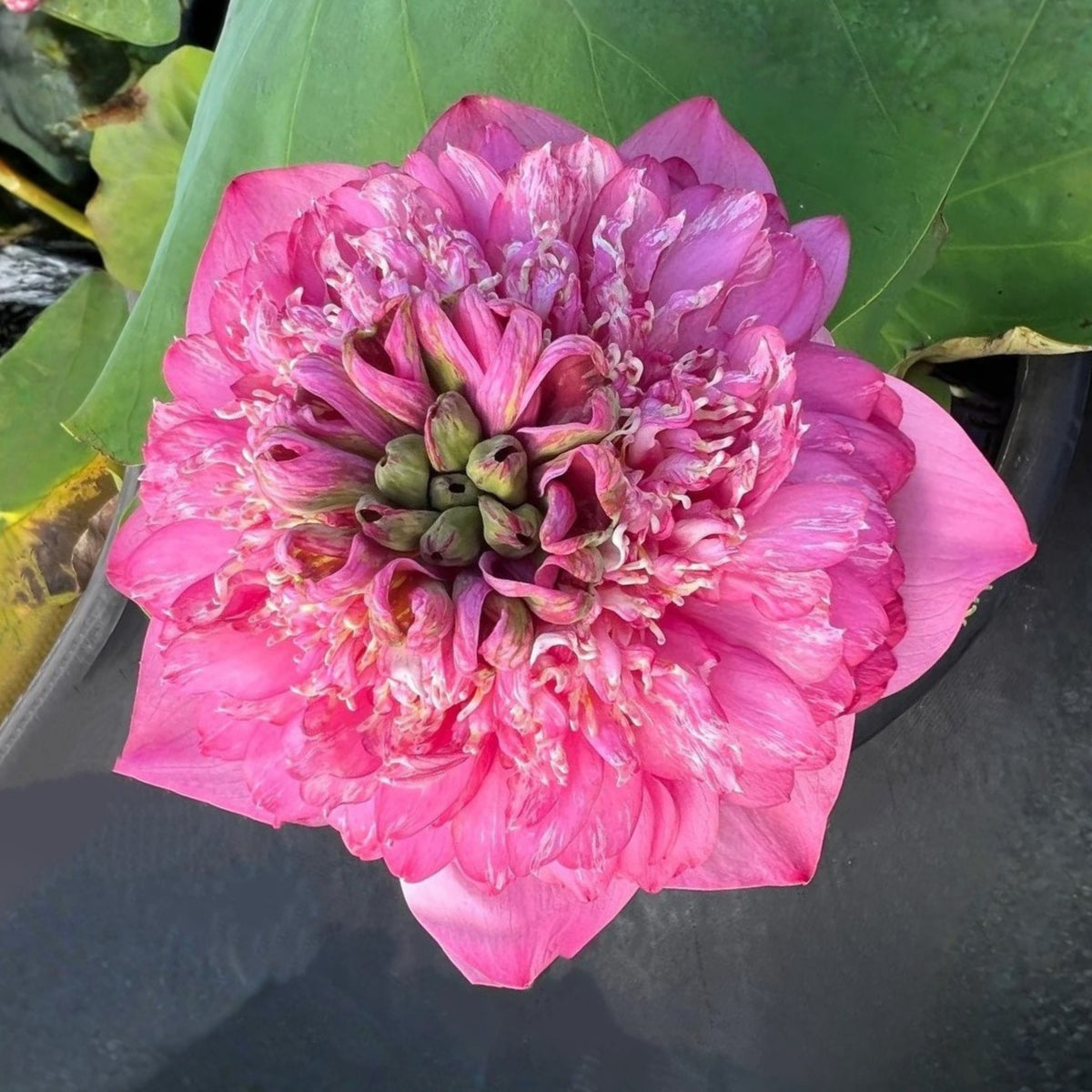 Rase Seeds - Red Kaveri Lotus Seeds, Edible Seeds & Roots, 5 seeds