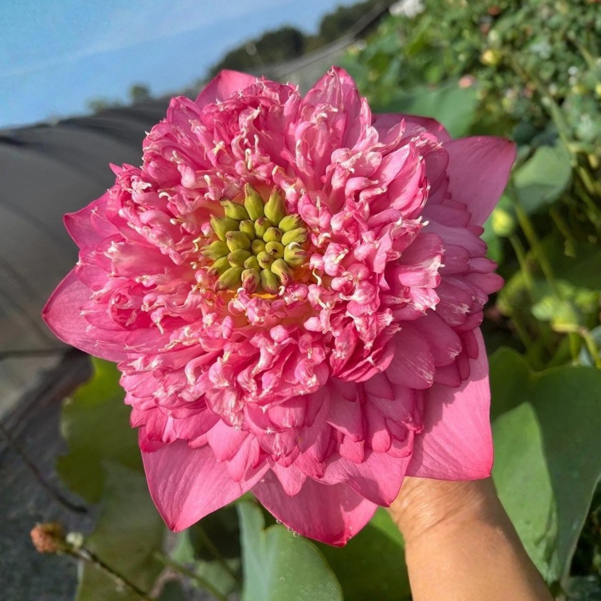 Rase Seeds - Red Kaveri Lotus Seeds, Edible Seeds & Roots, 5 seeds