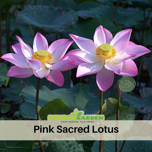 5+ Rare Seeds - Pink Sacred Lotus Seeds, Water Plant Seeds