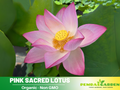 5+ Rare Seeds| Pink Sacred Lotus Seeds - Indian Lotus (Nelumbo nucifera) Seeds- Water Plant Seeds- Bean of India- Egyptian Lotus - Aquatic perennial- Fragrant flowers - Ornamental Pond & Container Plant #Q003